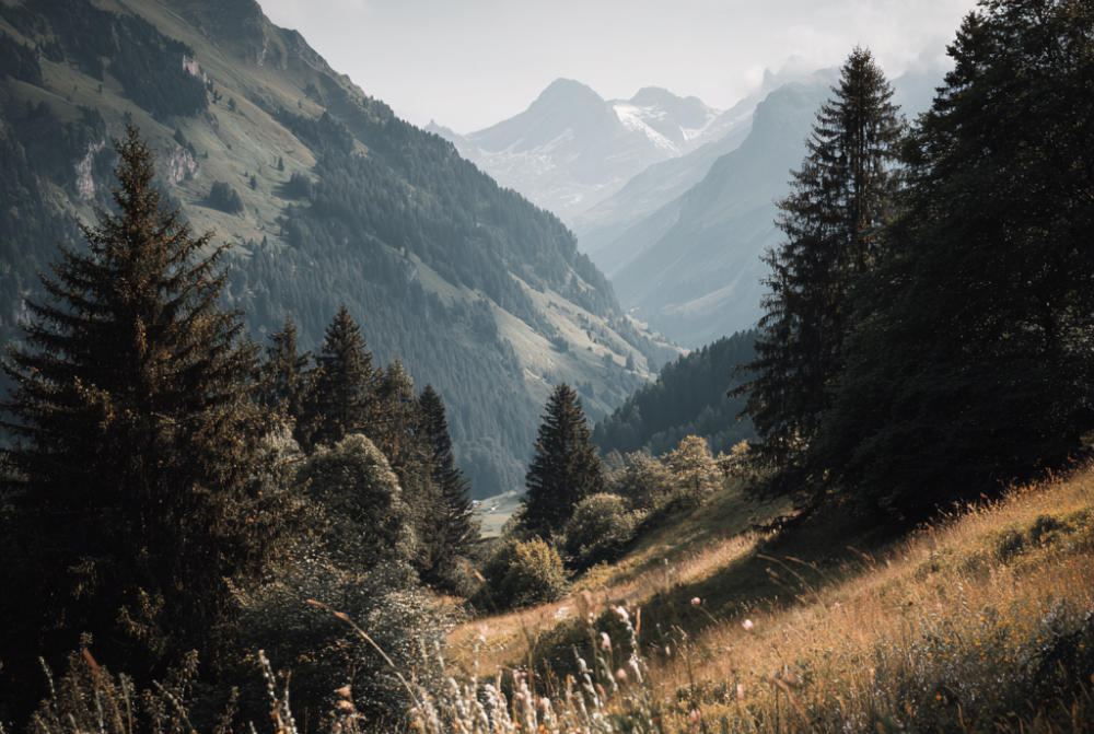 Substance and Effective Management in International Family Structures Substance and Effective Management in International Family Structures